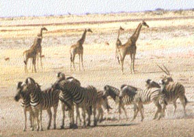 Zebra & Giraffe